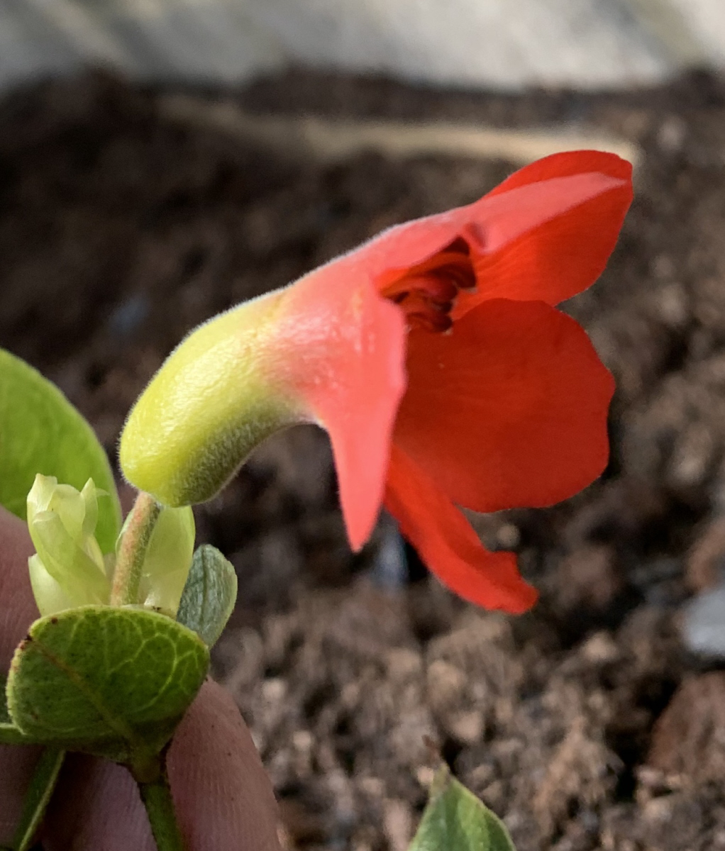 R. chrisSandham Vireya